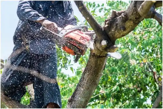 tree services Lumberport